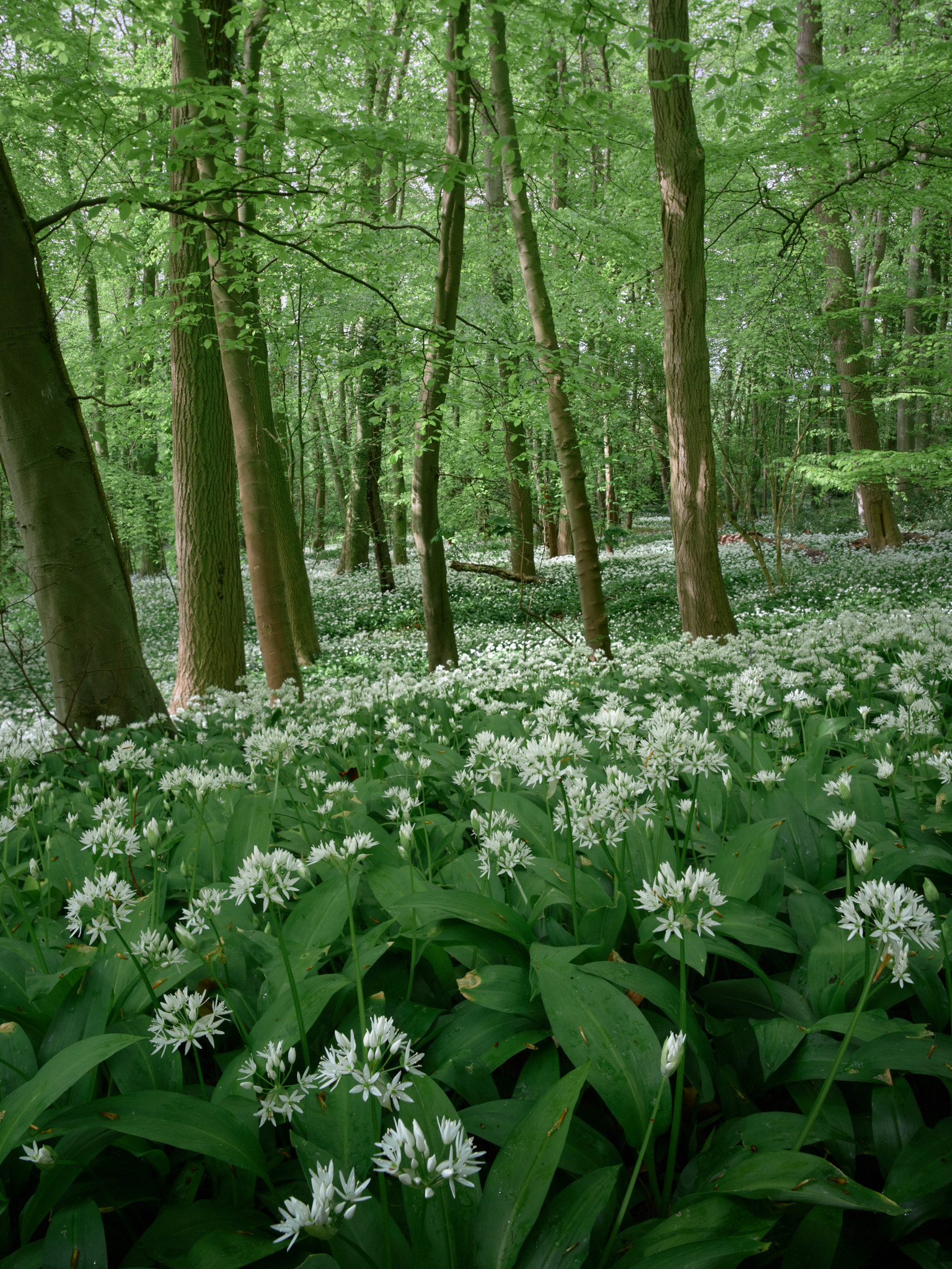 Wild garlic in full white flower carpeting the floor of a beech wood, slender grey trunks and fresh spring canopy beyond