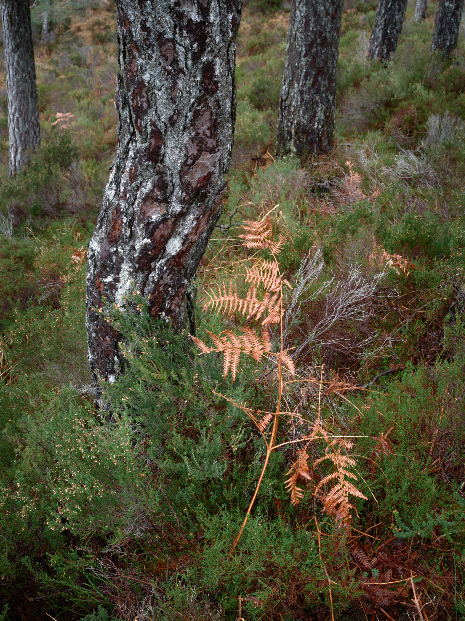A Scots pine trunk among heather and dead bracken in an old Torridon pinewood