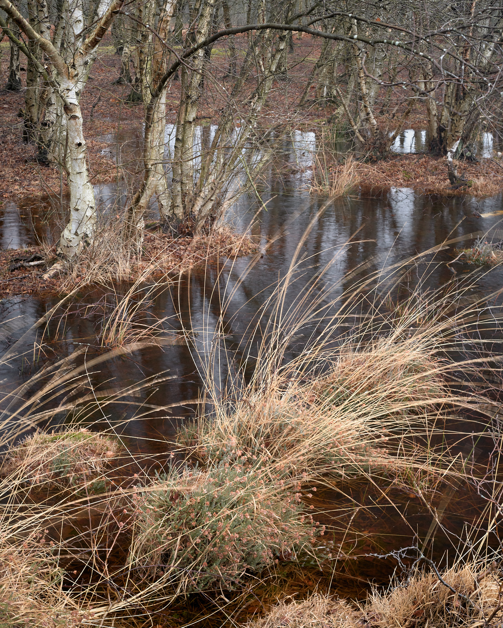 Silver birches standing in floodwater with wind-blown grasses