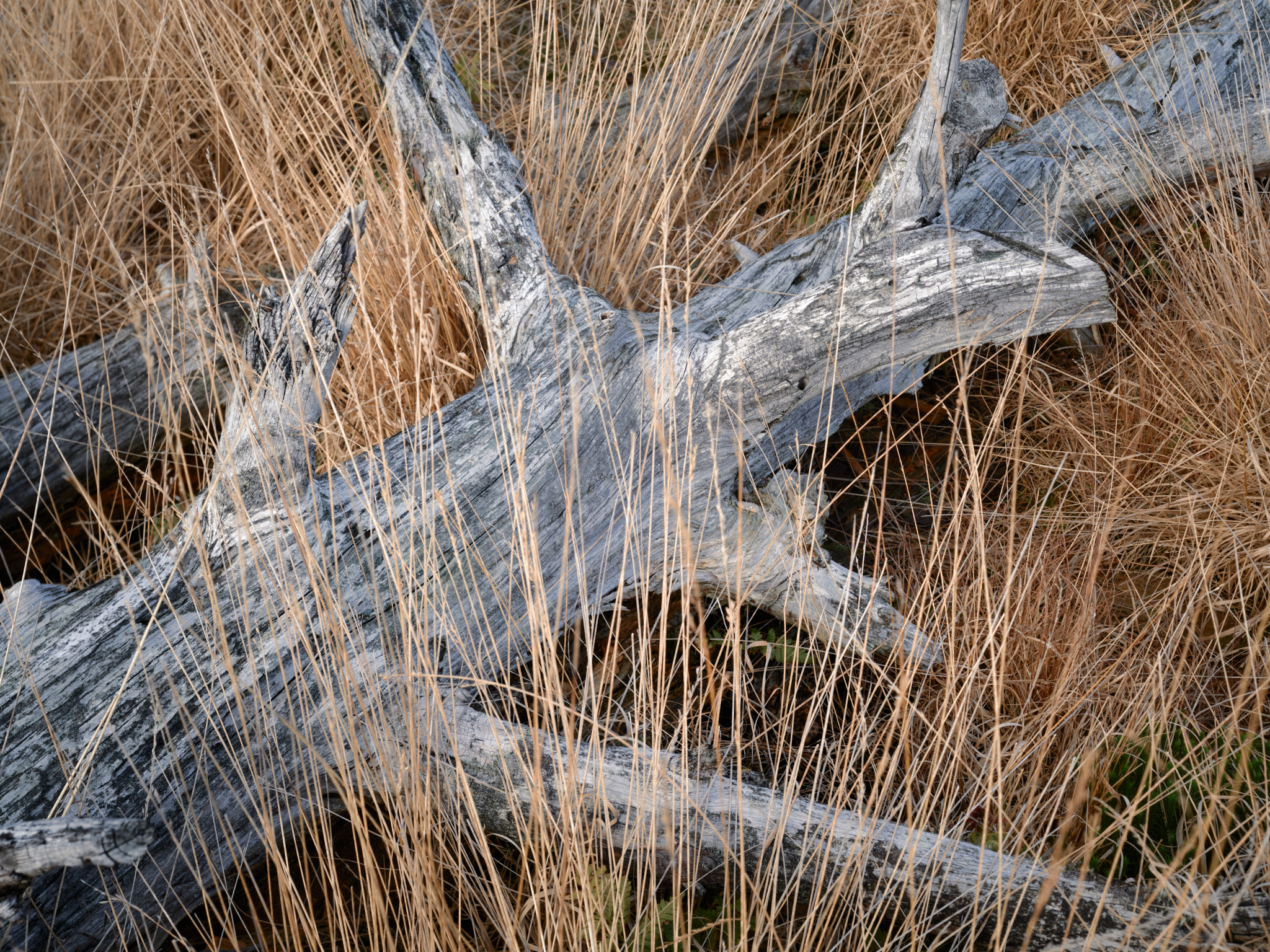 Weathered fallen tree limbs in dry grasses