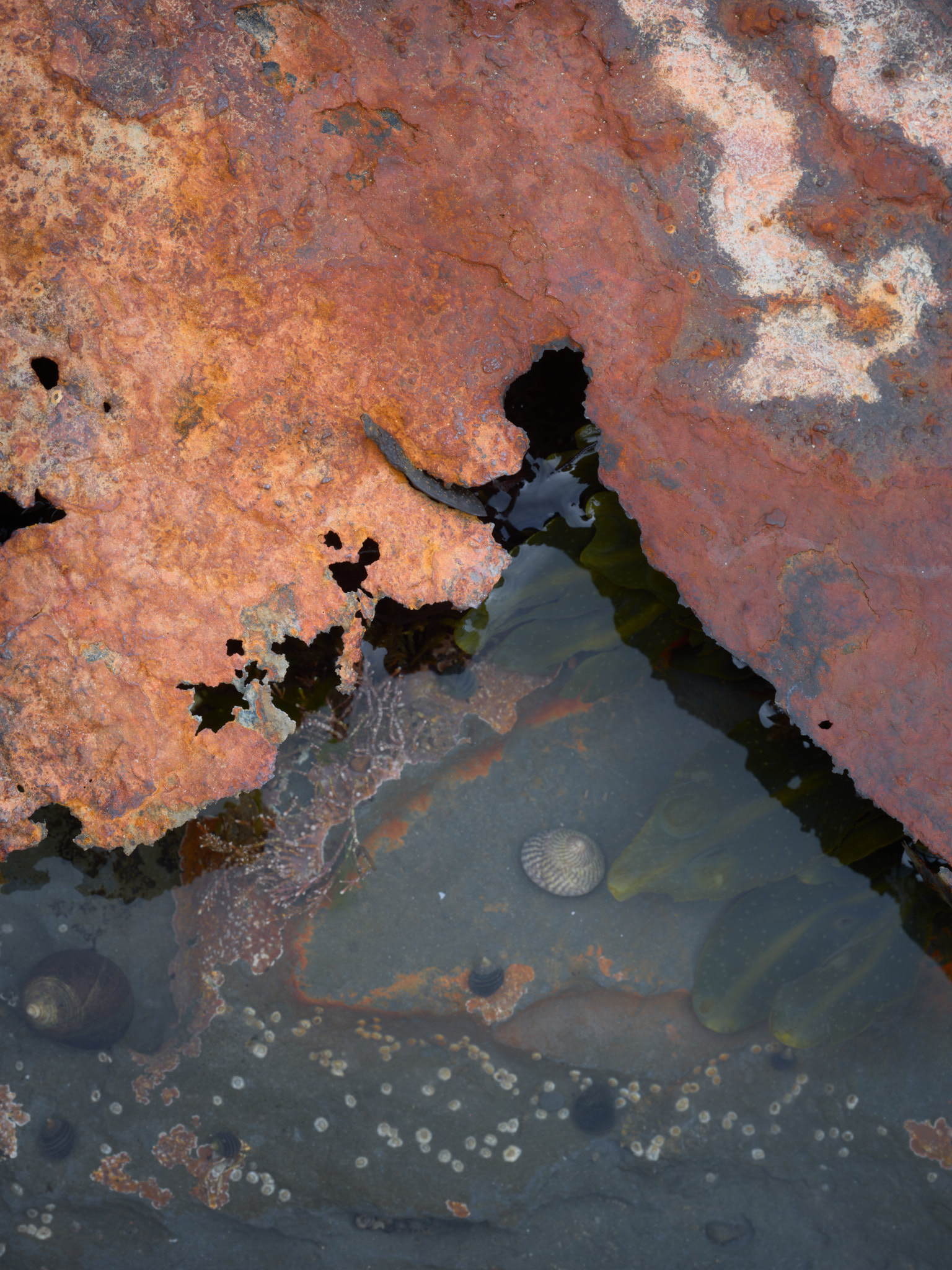 Rusted iron of a wreck, eaten through with holes, lying over a shallow rock pool with periwinkles, kelp fronds and barnacle-dotted rock