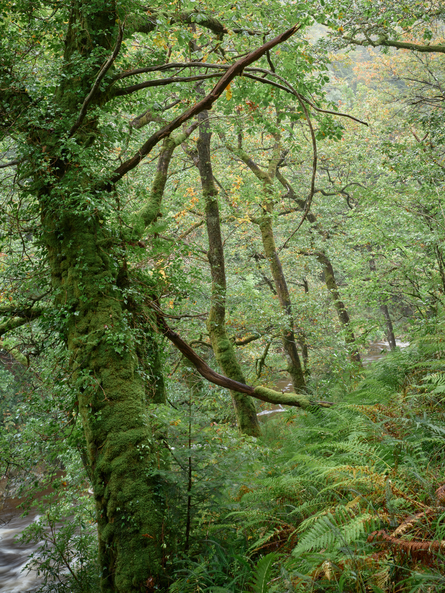 Snowdonia rainforest with a river running from left to right