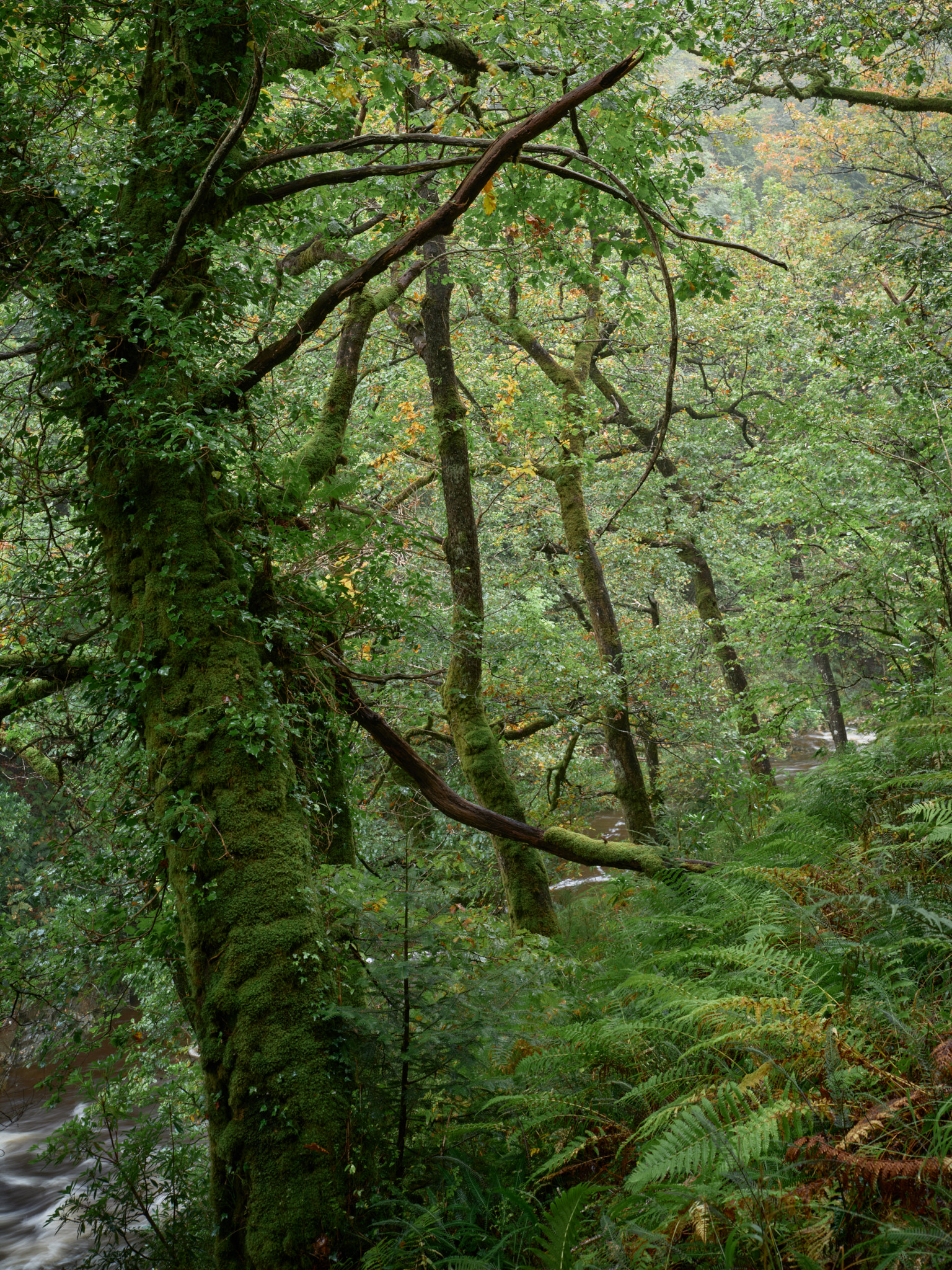 Snowdonia rainforest with a river running from left to right