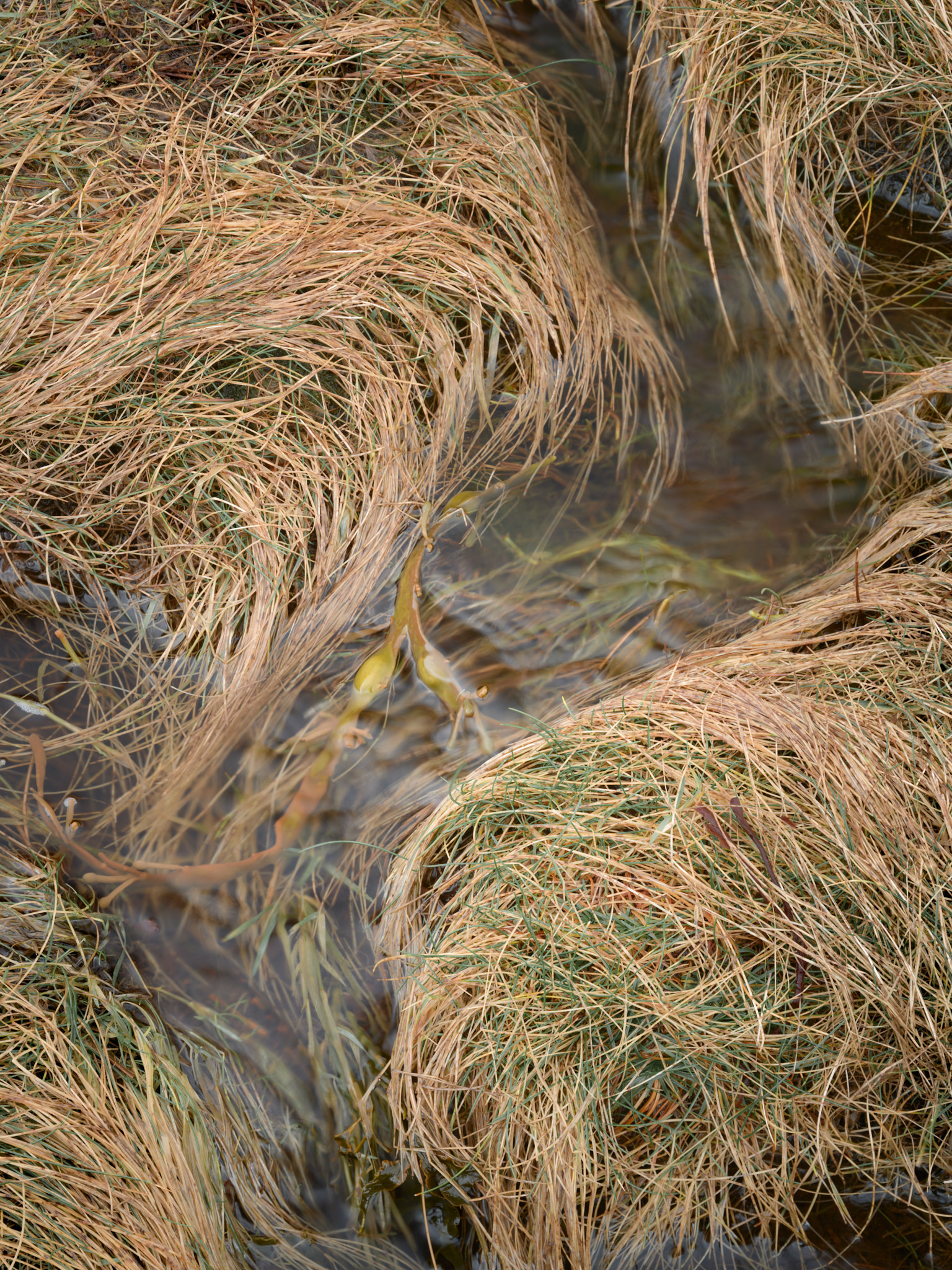 Grasses with seaweed in an area where the tide overflows