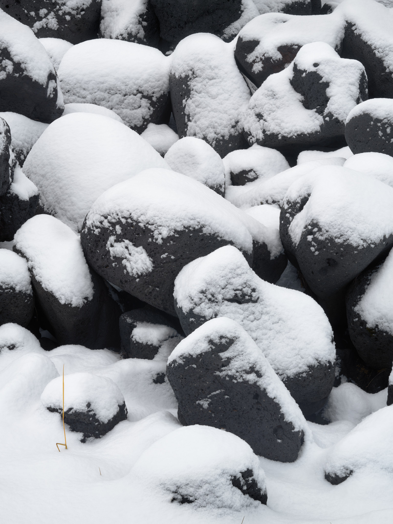 Snow-covered lava boulders with a single blade of grass