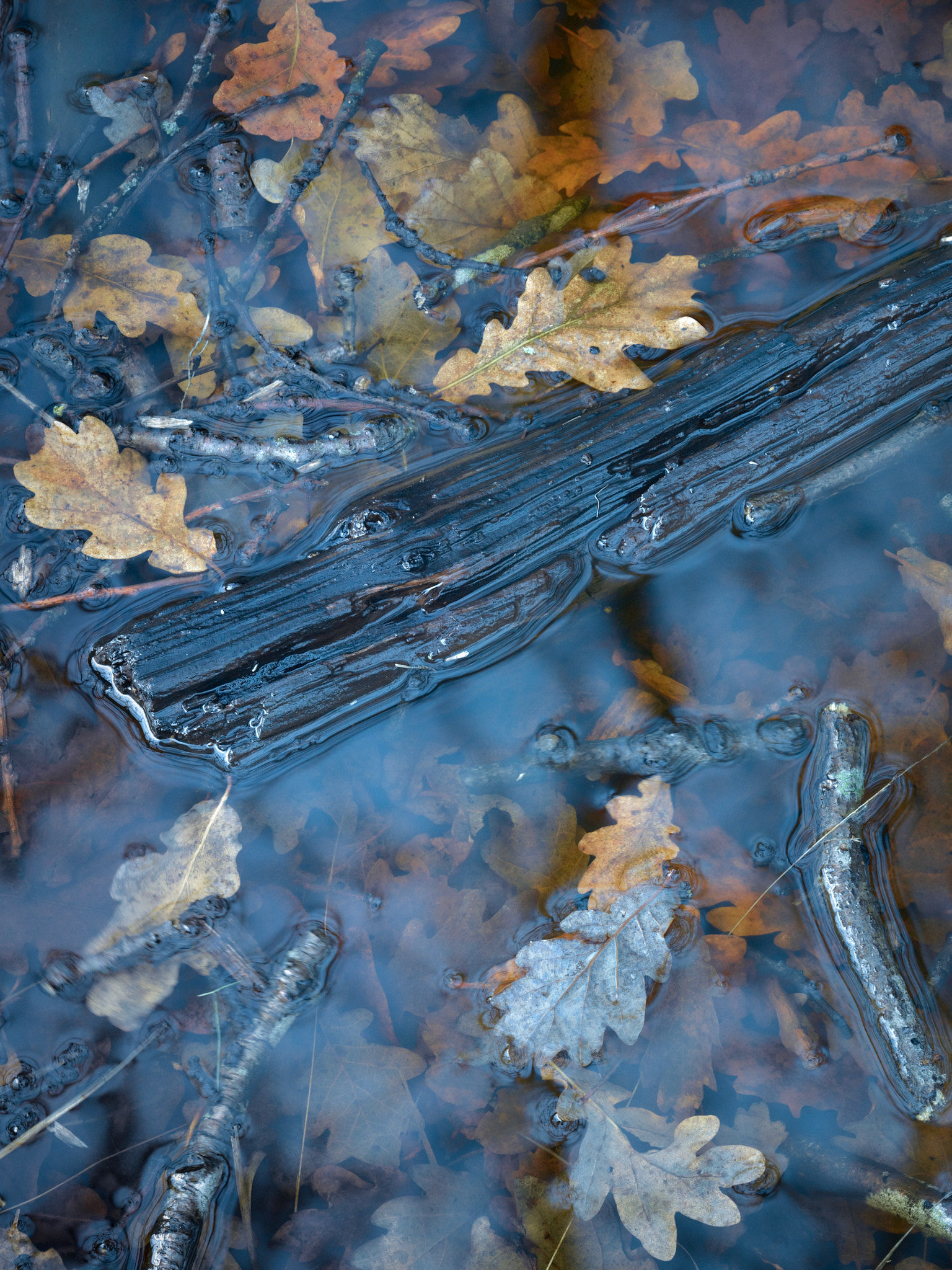 An image of a log in a puddle coloured blue by the sky with orange oak leaves
