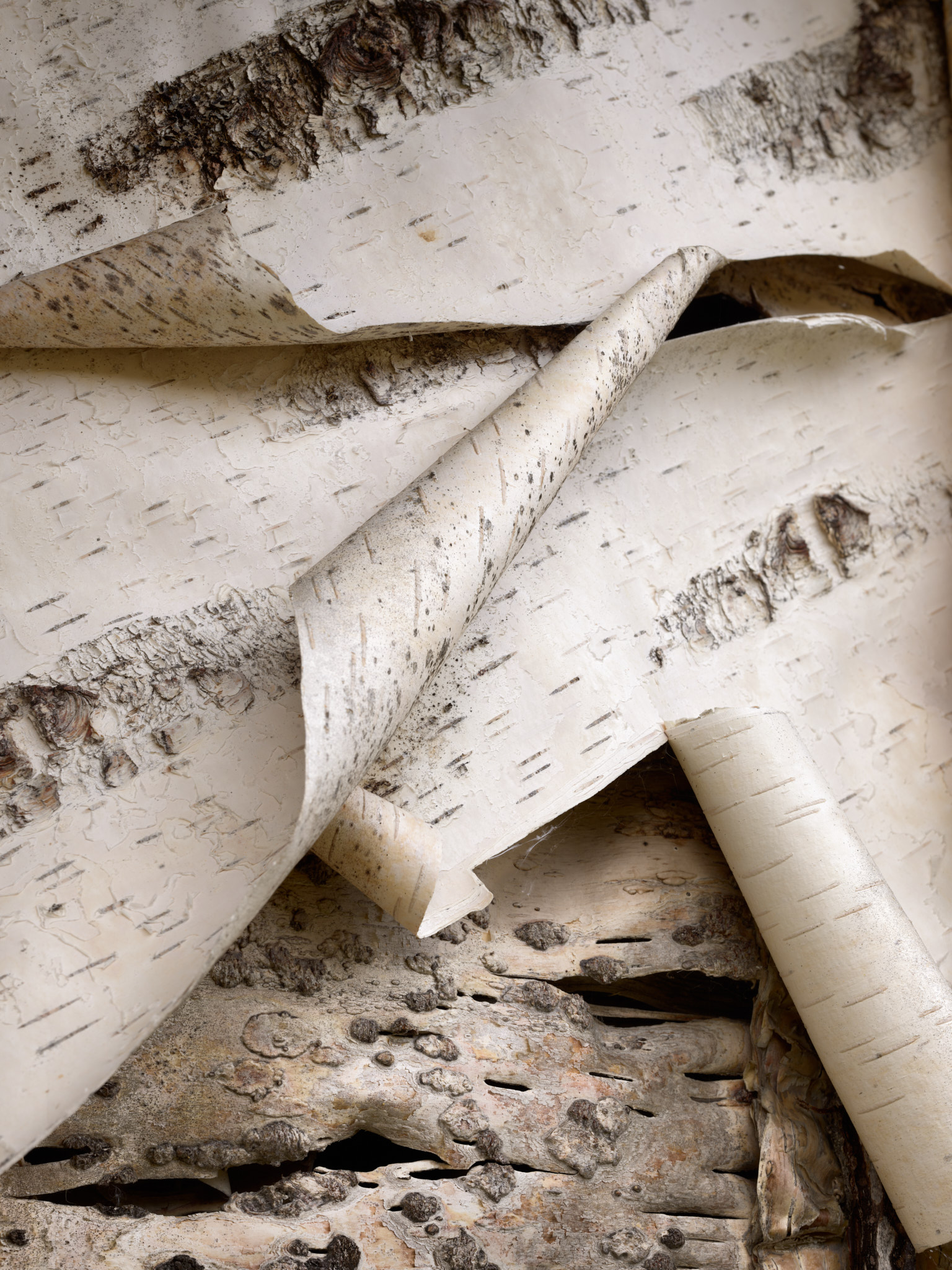 Sheets of birch bark layered over one another, one edge curling into a tight scroll