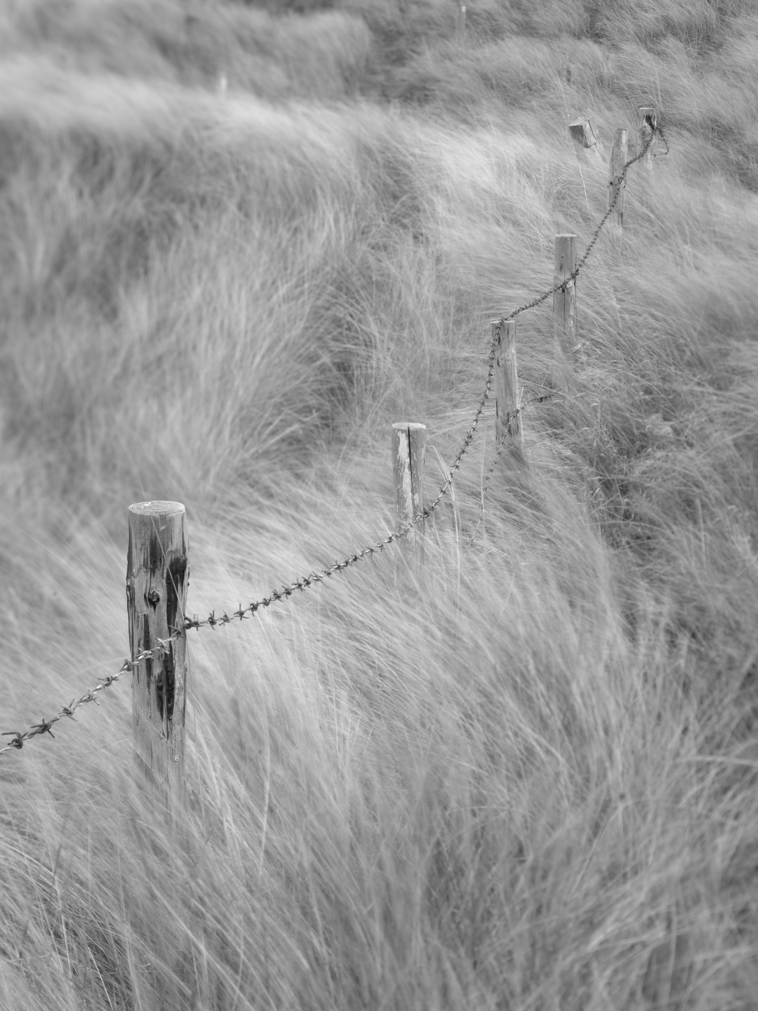 The fence in the dunes, photographed the evening before