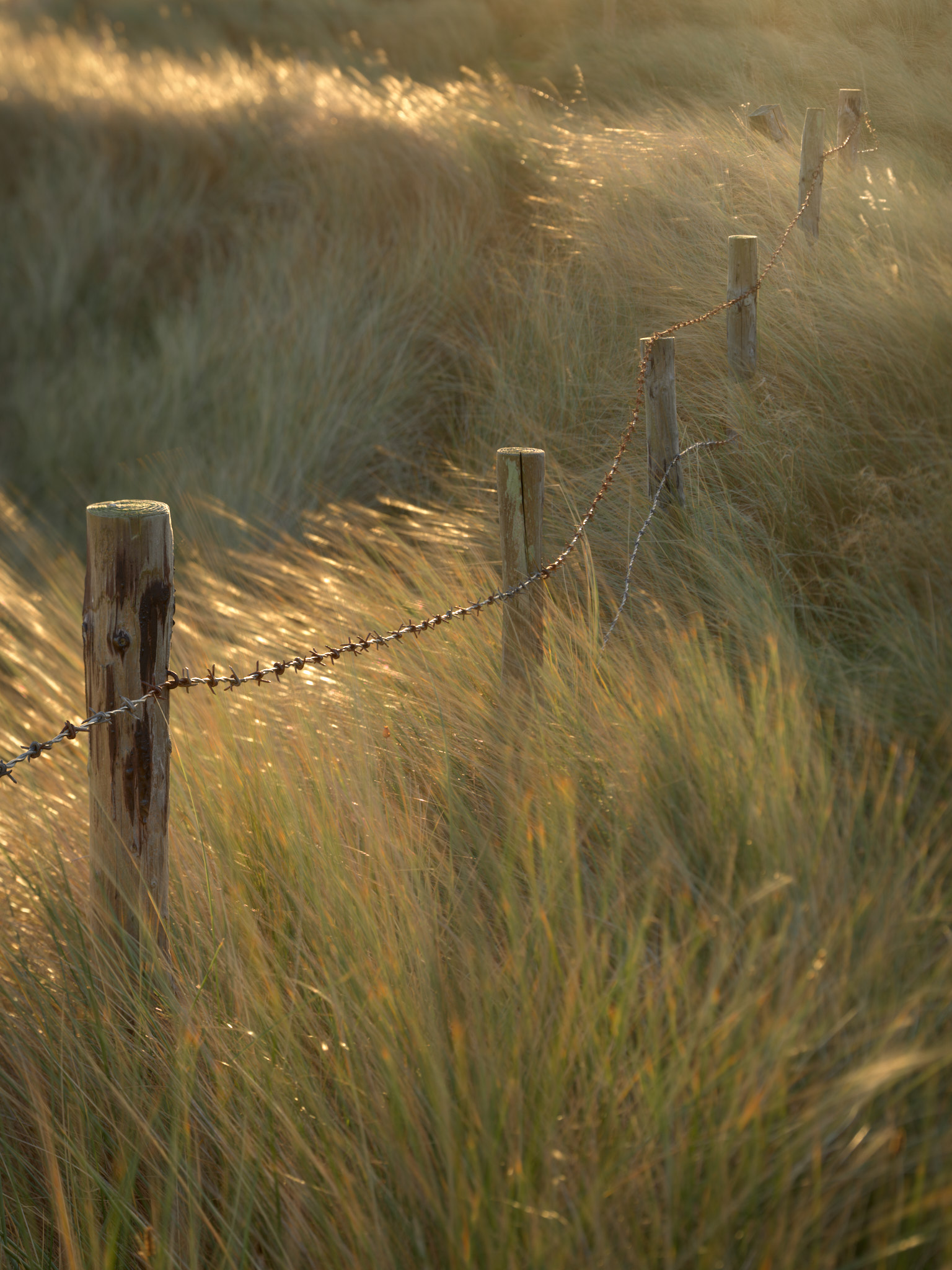 Fence at dawn amongst the sand dunes
