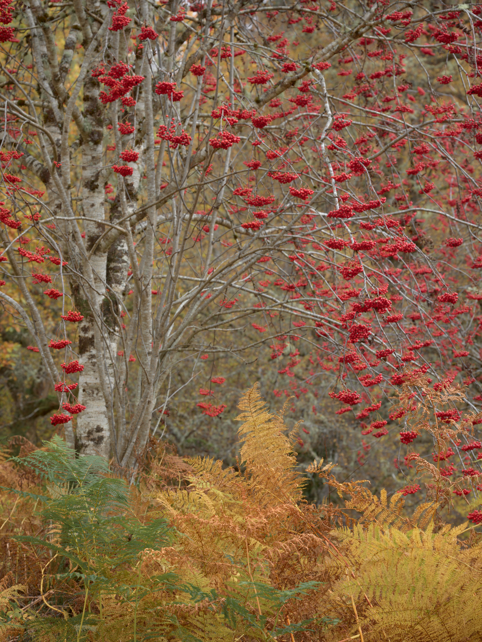 Clusters of red rowan berries above golden and green bracken, beside a pale birch trunk