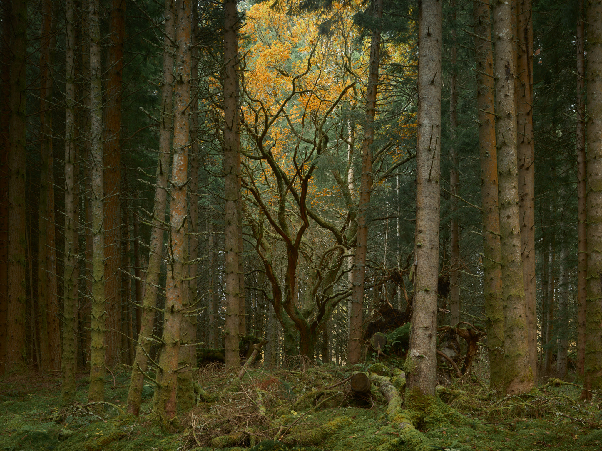 An old oak in autumn gold among the tall, straight trunks of a conifer plantation, the forest floor deep in moss