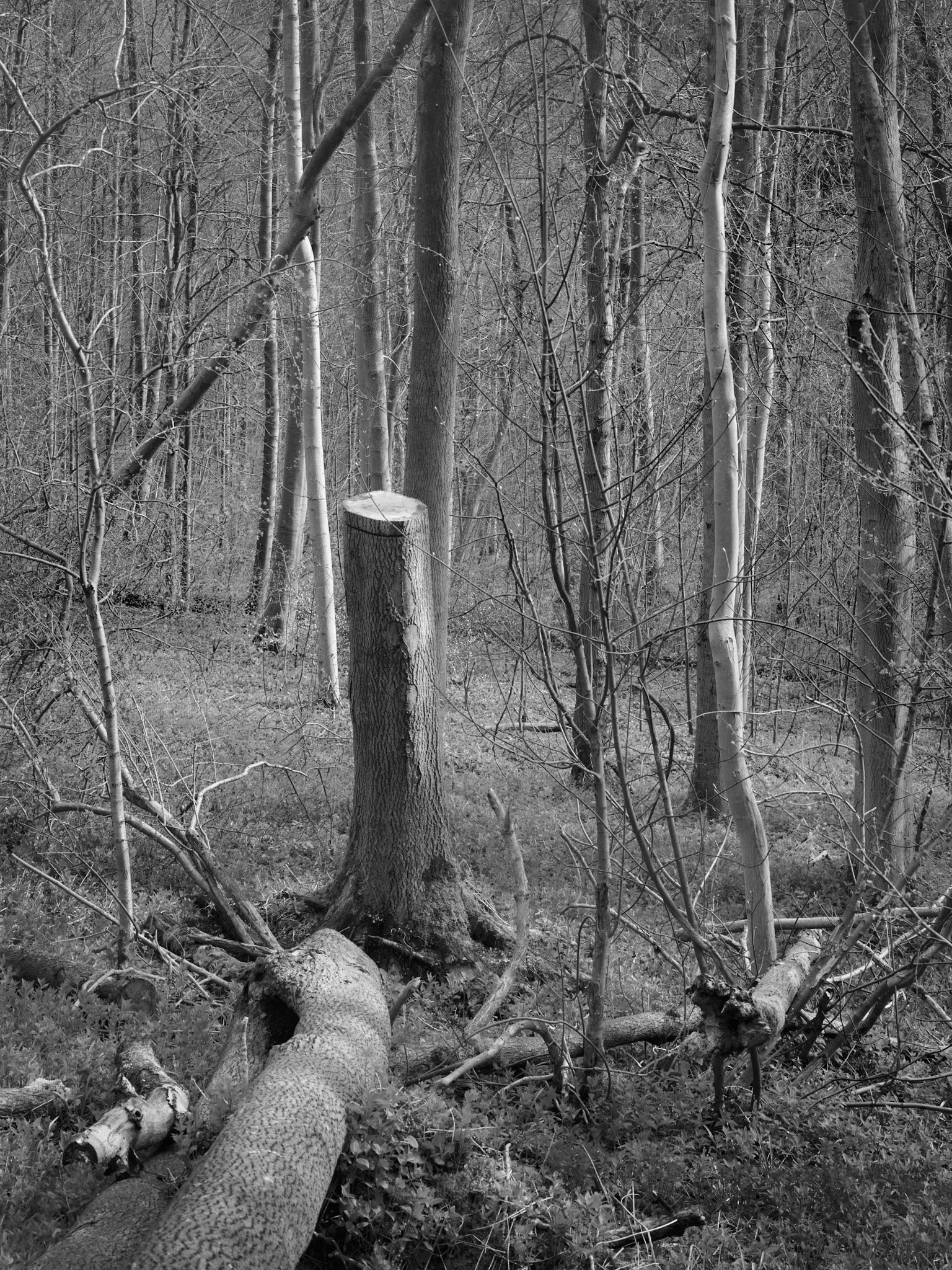 Act II, image 7