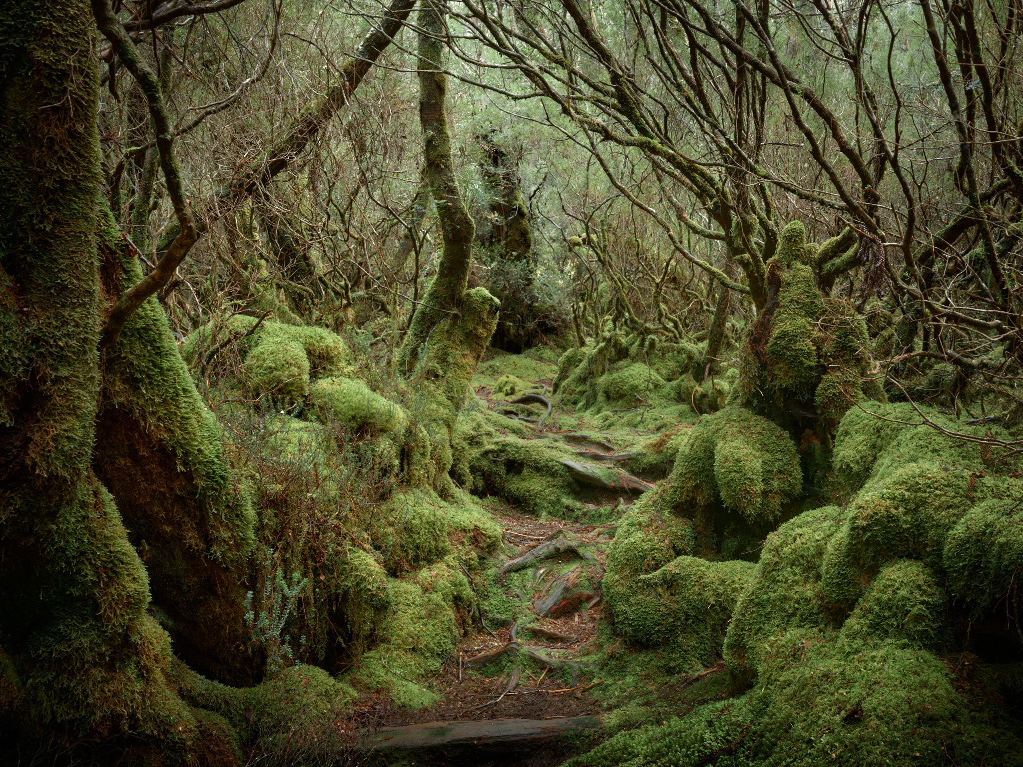 Tasmanian Rainforest