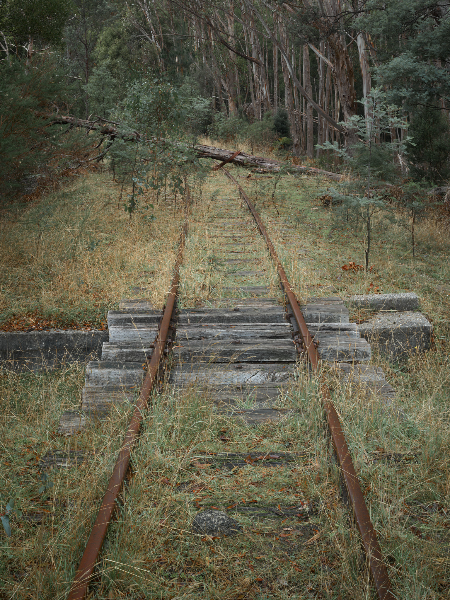 Derelict railway tracks leading into the distance