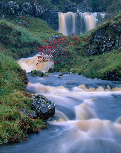 River with rowan tree