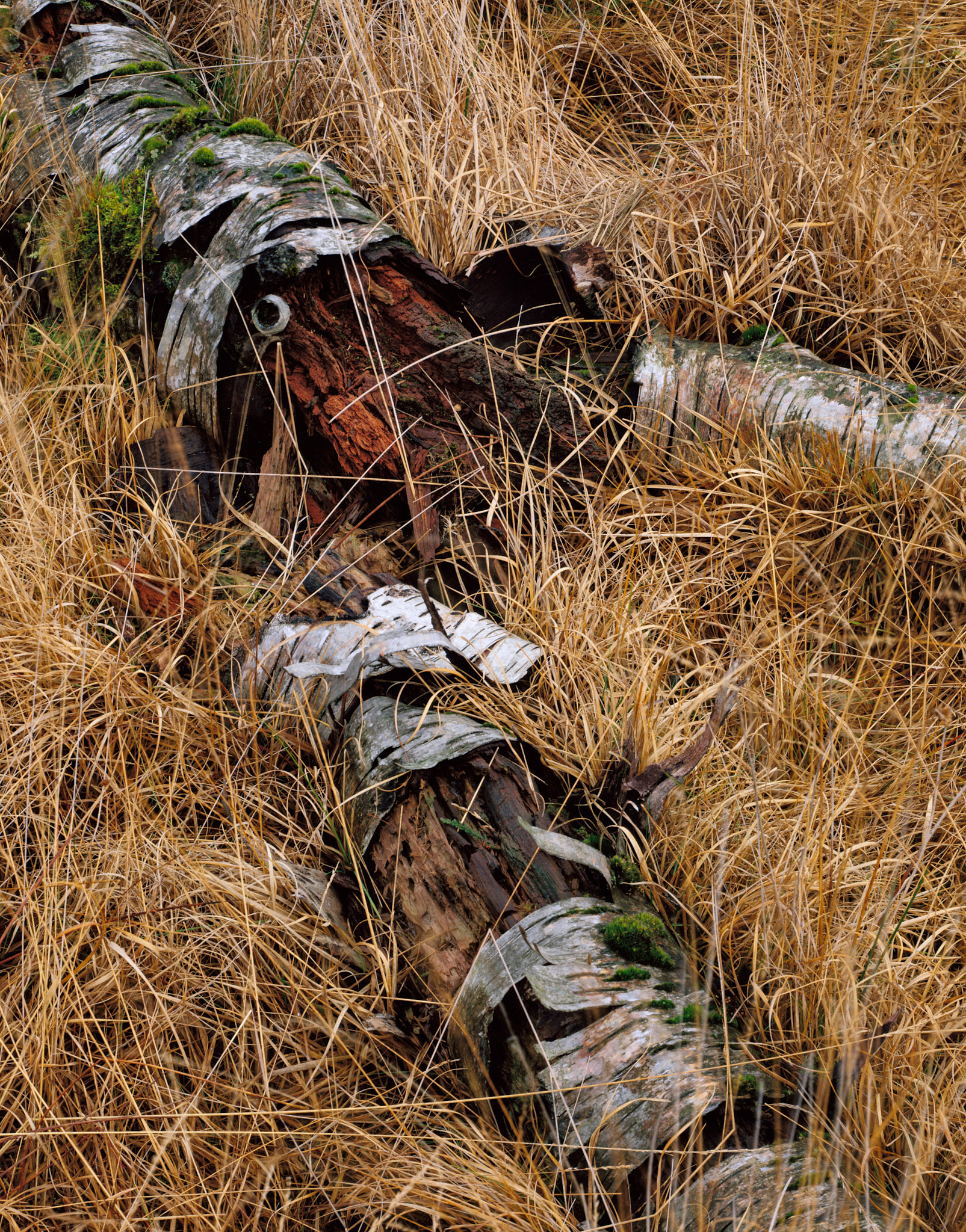 Birch log on grasses