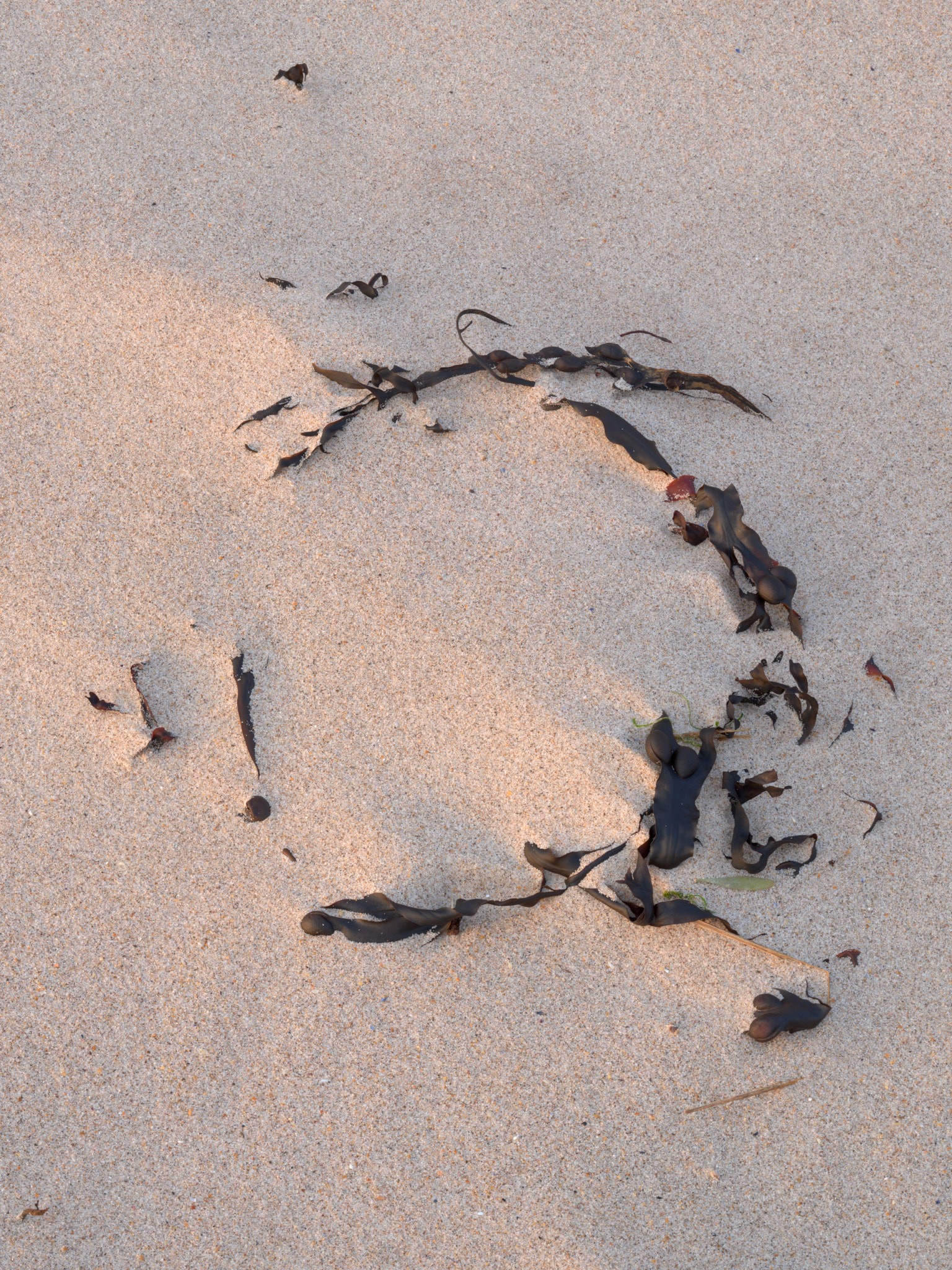 Seaweed in an abstracted circle with dawn sunlight kising the sand