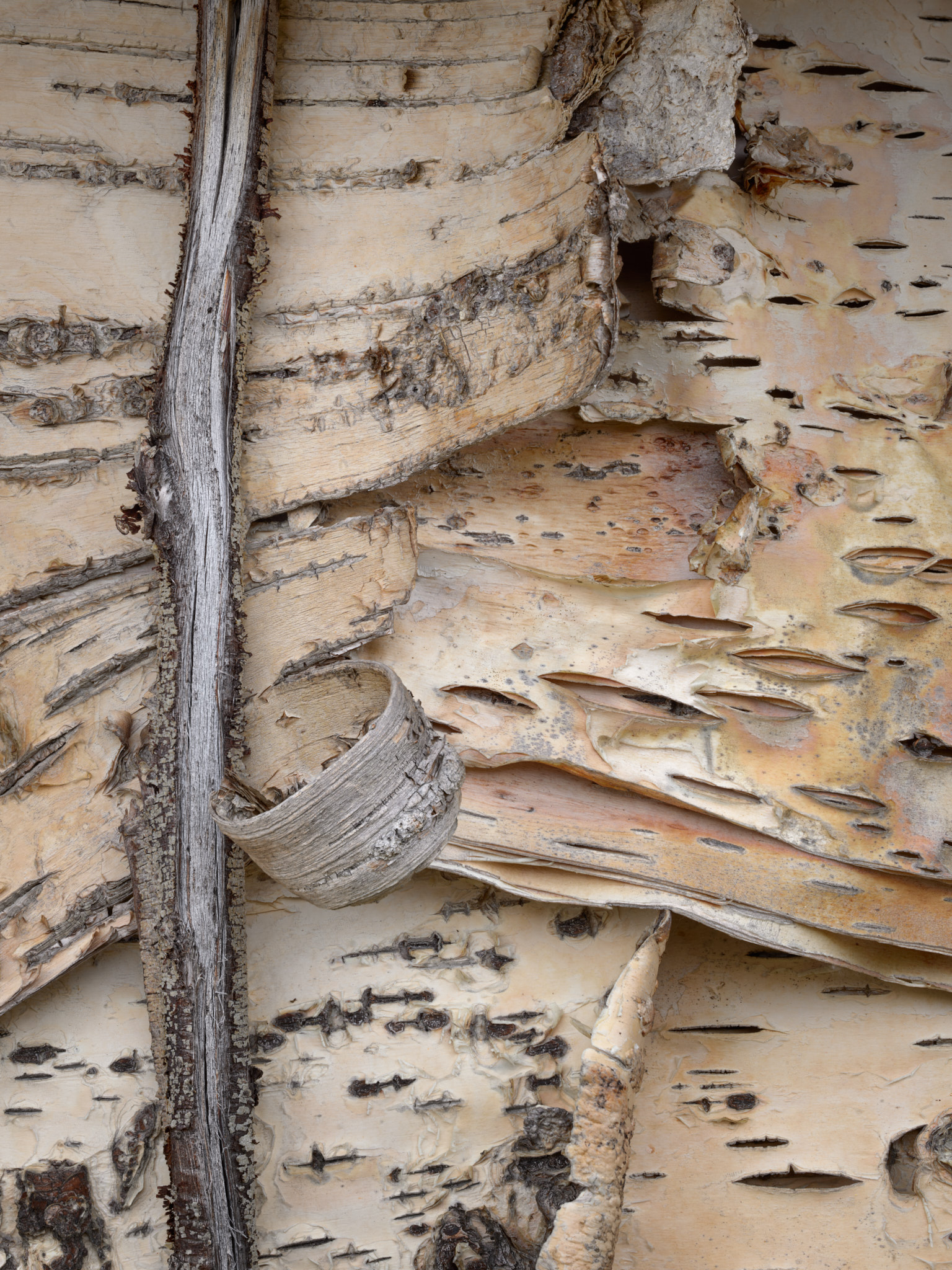Birch pasted onto the wall of a house
