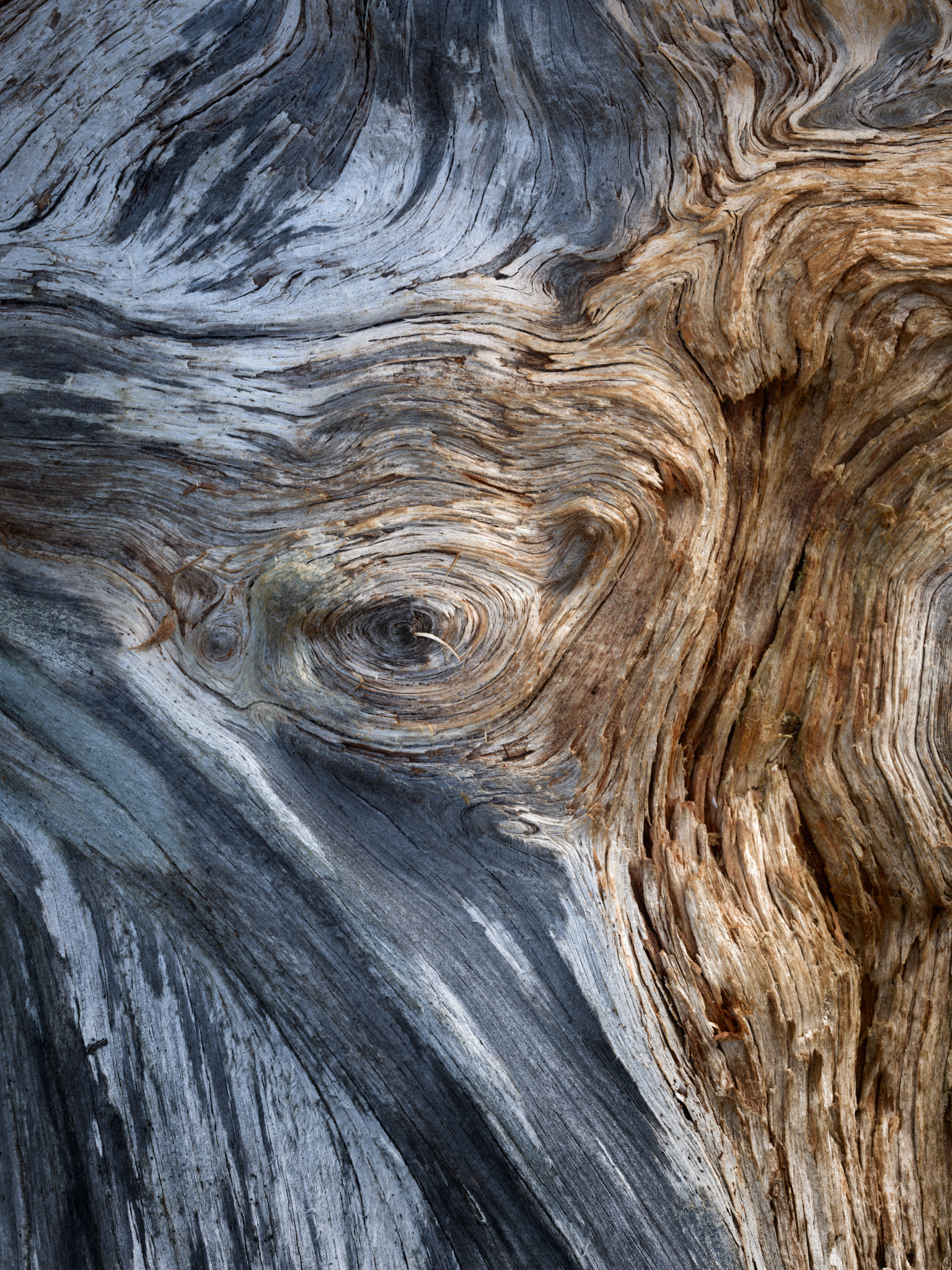 Tree stump abstract