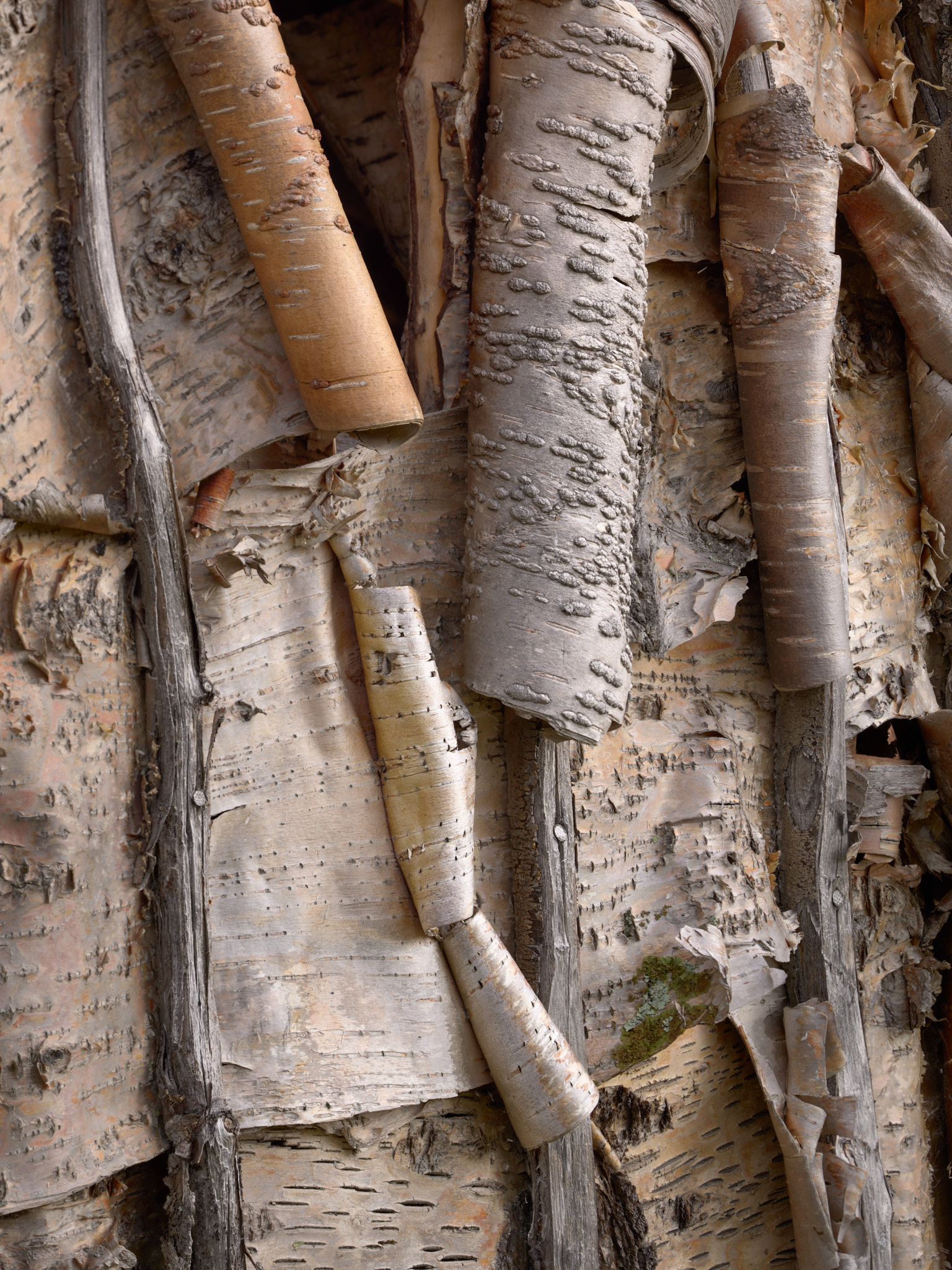 Curling birch bark on the side of a house